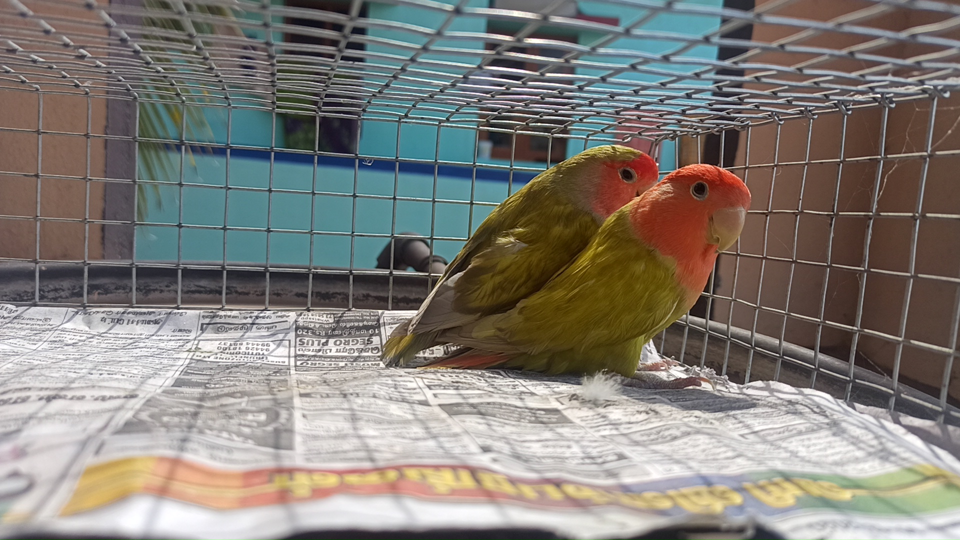 Birds breeder in Madurai